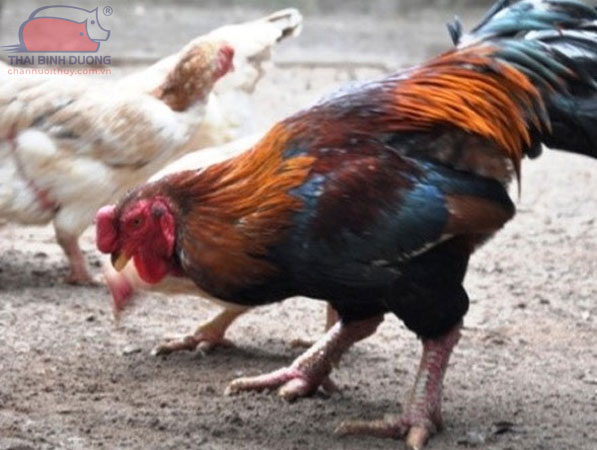 Chế độ dinh dưỡng gà Hồ