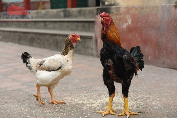 Gà Hồ - Nguồn gốc, đặc điểm và giá bán