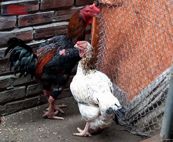 Chọn giống gà Hồ