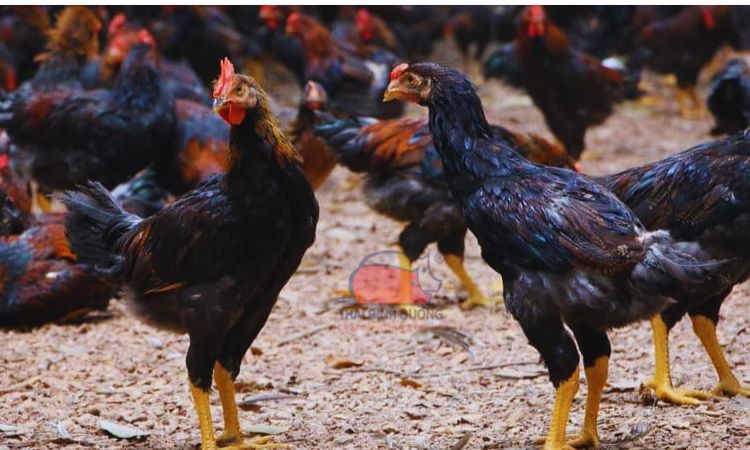 Nuôi gà lai chọi