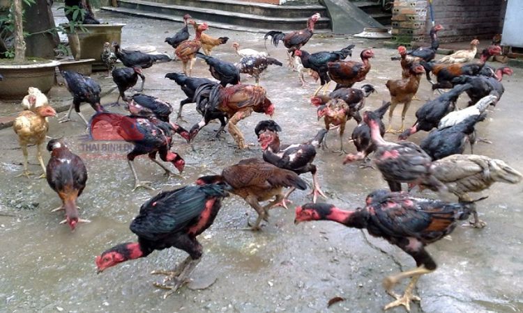 Đặc điểm gà lai chọi