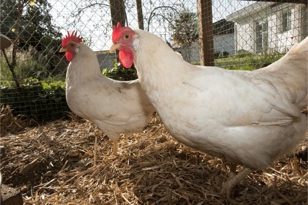 Giống gà Leghorn