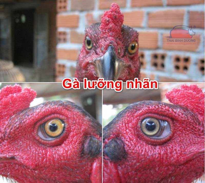 Gà lưỡng nhãn