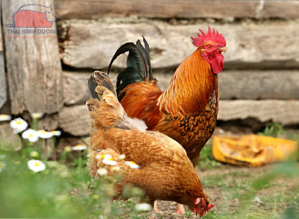 Giống gà Lương Phượng