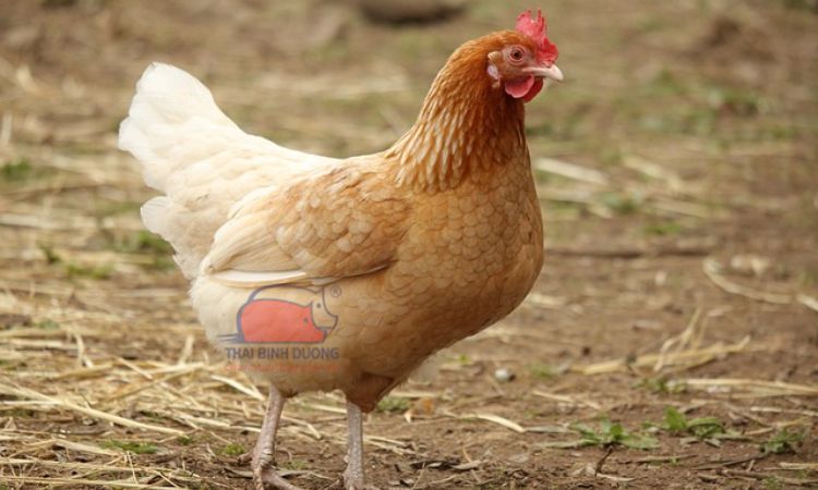 Đặc điểm gà mái dầu