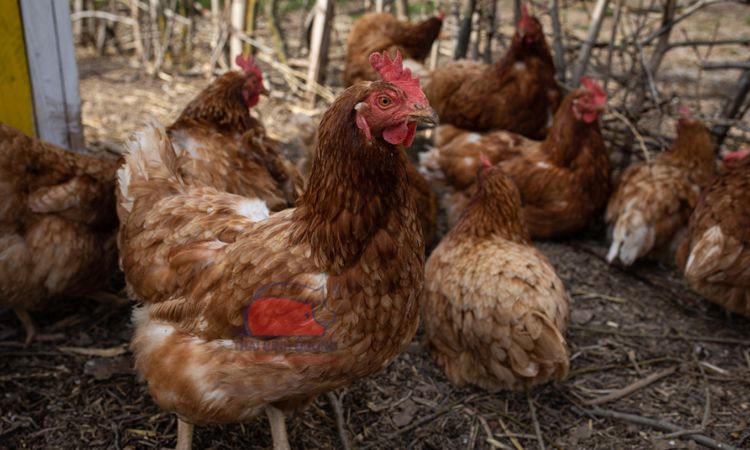 Món ăn từ gà mái dầu