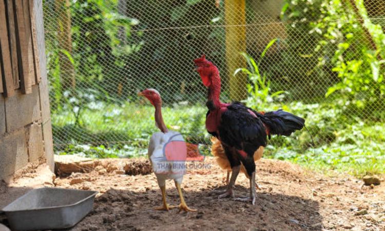 Gà nòi là gà gì?