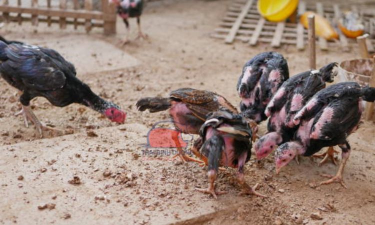 Nuôi và chăm sóc gà nòi