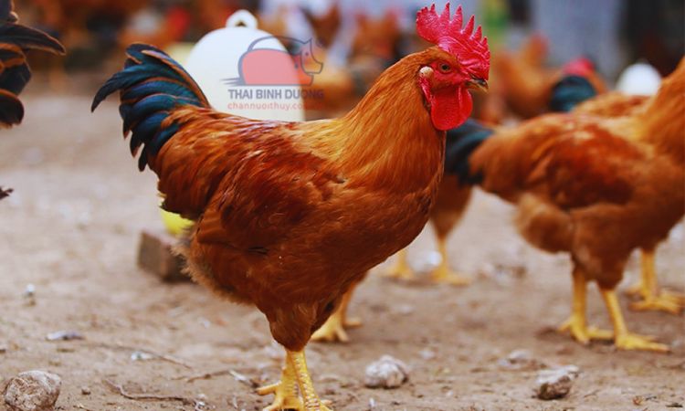 Đặc điểm giống gà ri