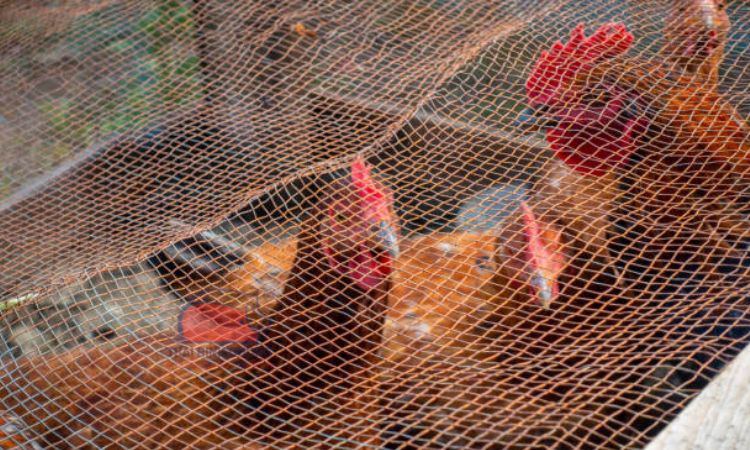 Giá trị kinh tế của gà ri