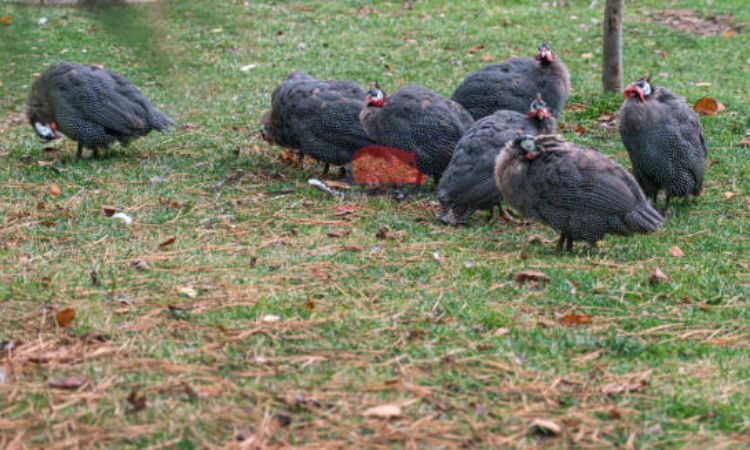 Nguồn gốc gà sao