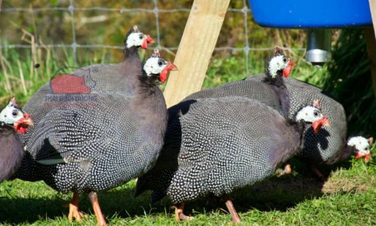 Đặc điểm gà sao