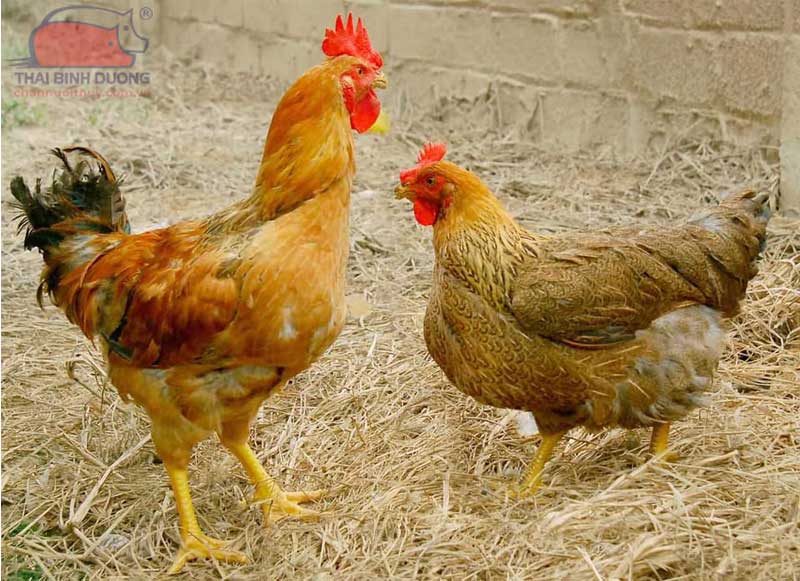 Giống gà Tam Hoàng