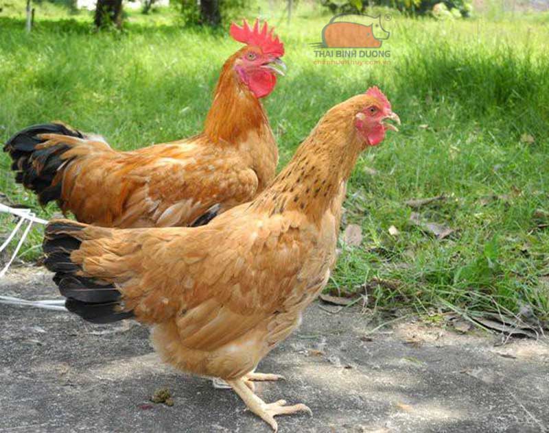 Giống gà Tàu Vàng