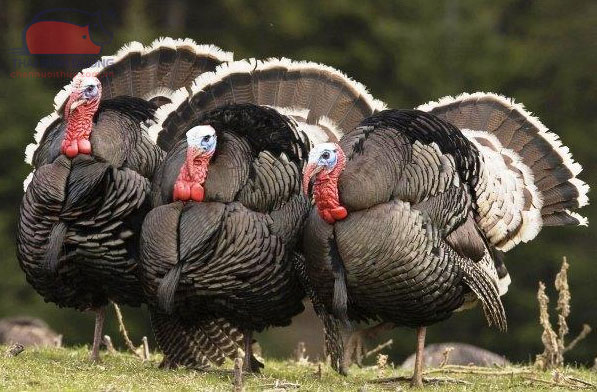 Gà tây nuôi thịt và đẻ trứng