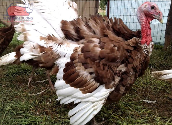 Gà tây Bourbon đỏ