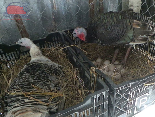 Gà tây đẻ trứng