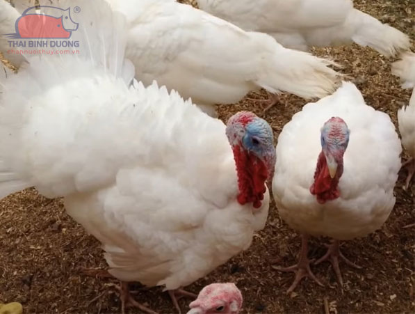 Gà tây Hà Lan trắng