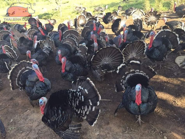 Gà tây nuôi thịt