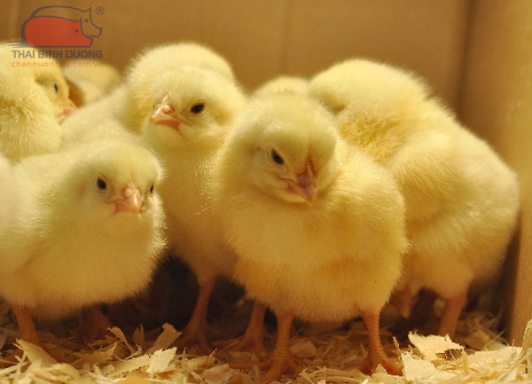 Bảng giá gà giống