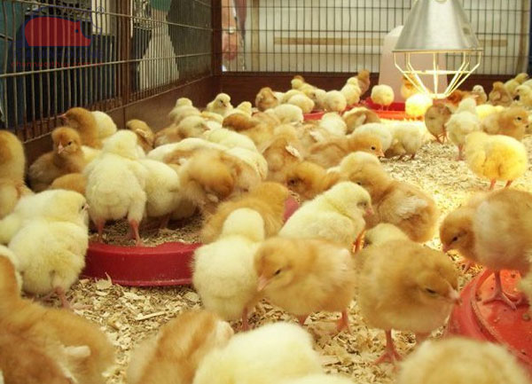 Giá gà con giống