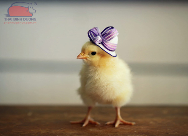 Chọn gà giống chất lượng