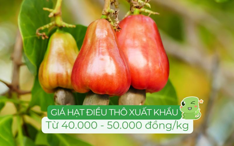 Giá hạt điều thô