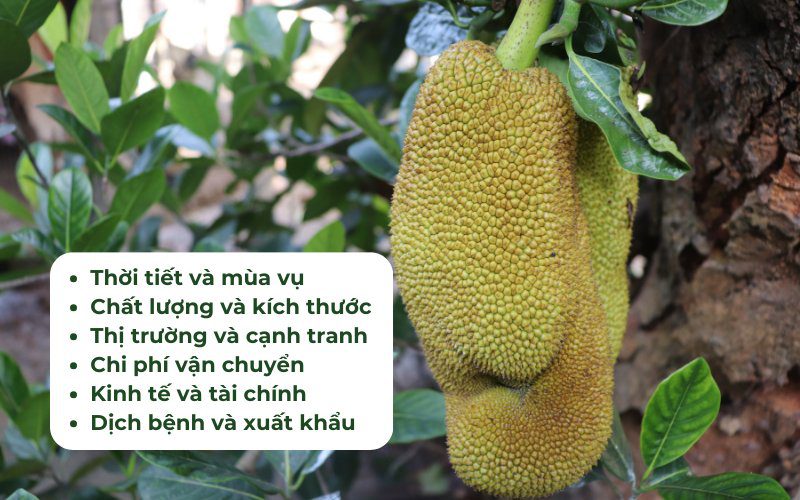 Yếu tố ảnh hưởng giá mít