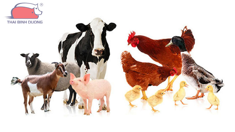 Phân biệt gia súc và gia cầm