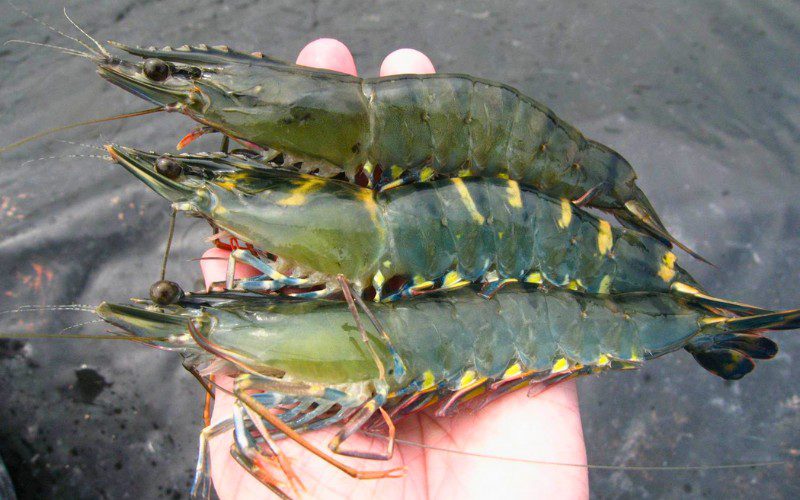 Cách chọn tôm sú tươi ngon