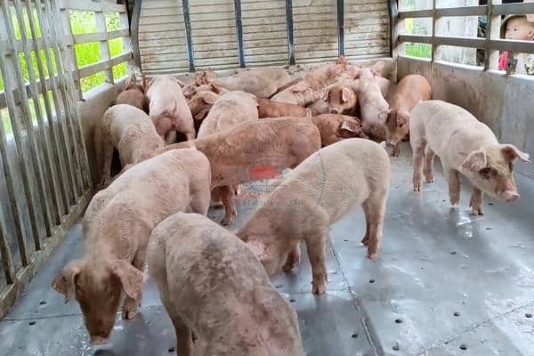 Heo giống sau cai sữa