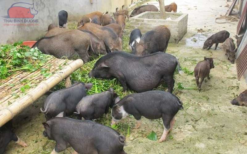 Heo mọi lợn mán thả rông