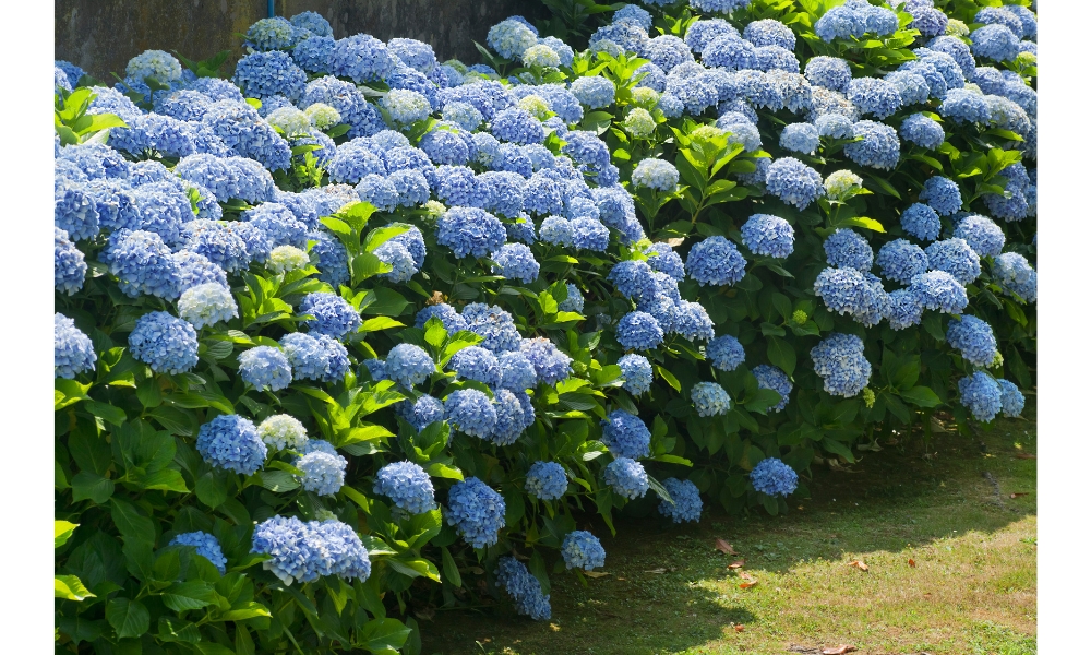 Hoa cẩm tú cầu màu xanh dương