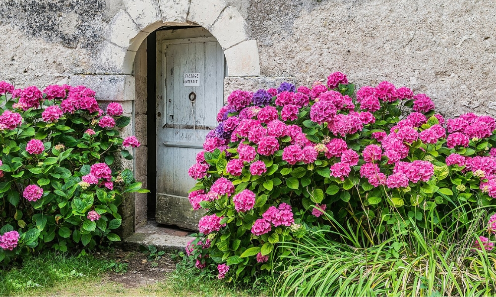 Cẩm tú cầu lá to trồng phổ biến tại Việt Nam