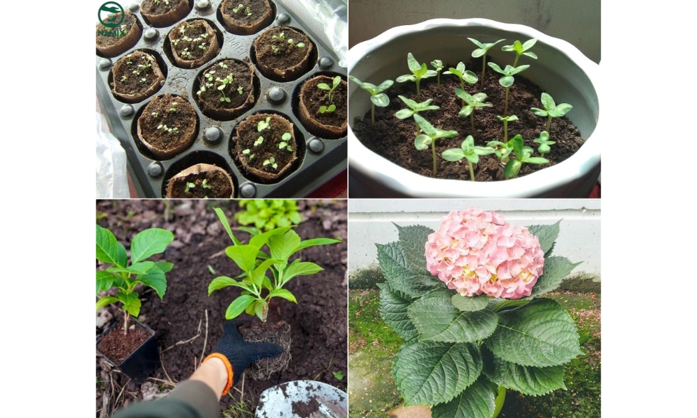 Gieo hạt hoa cẩm tú cầu