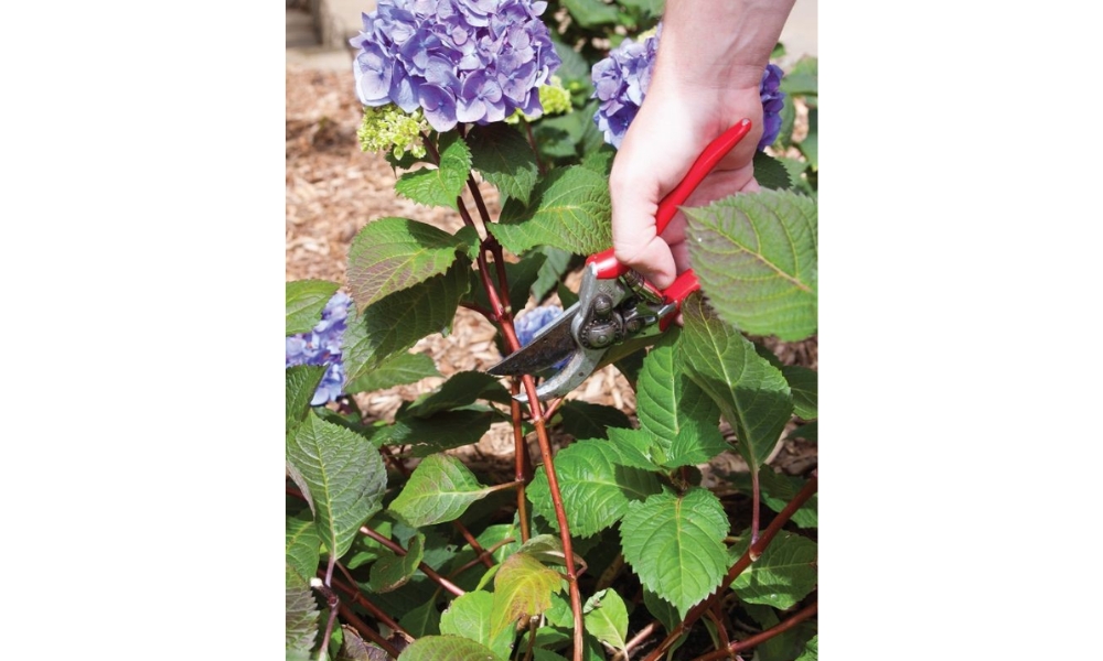 Cắt tỉa cành hoa cẩm tú cầu