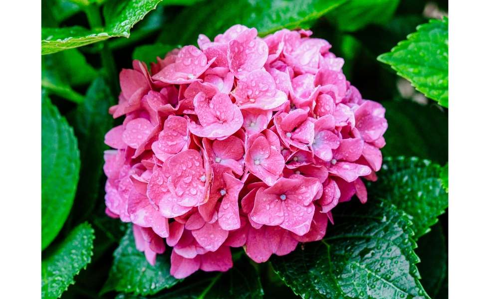 Thay đổi màu hoa cẩm tú cầu theo độ pH đất