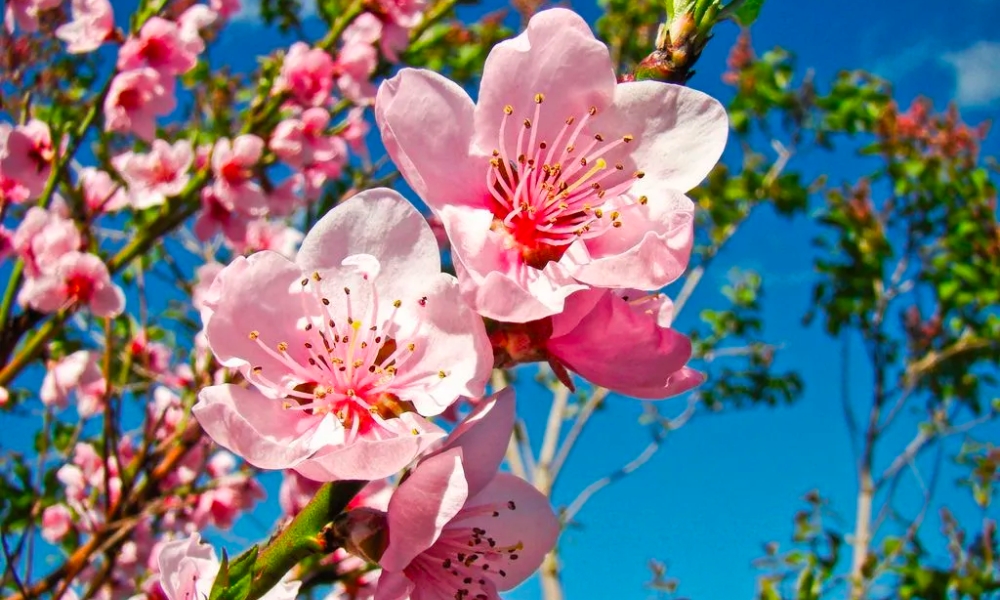 Đặc điểm cây hoa đào