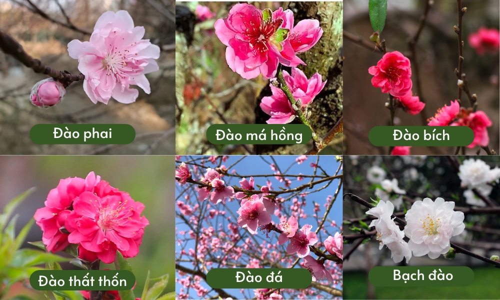 Một số loại hoa đào phổ biến