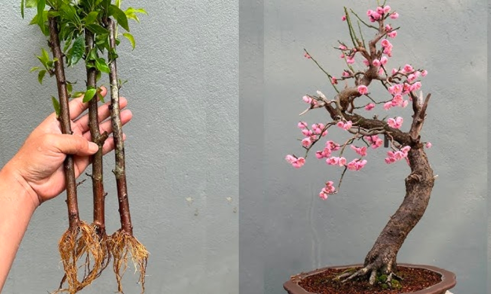 Cách nhân giống cây đào