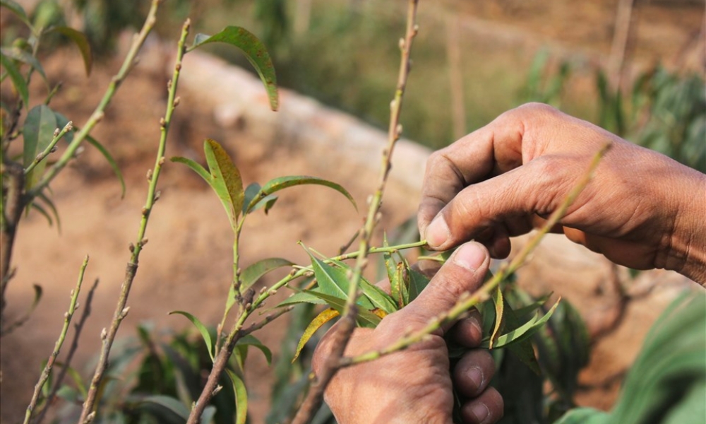 Tuốt lá đào giúp cây tập trung dinh dưỡng