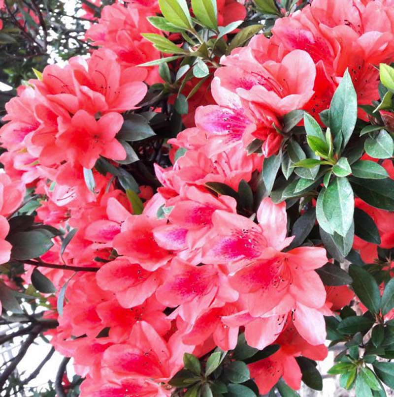 Các loại hoa đỗ quyên