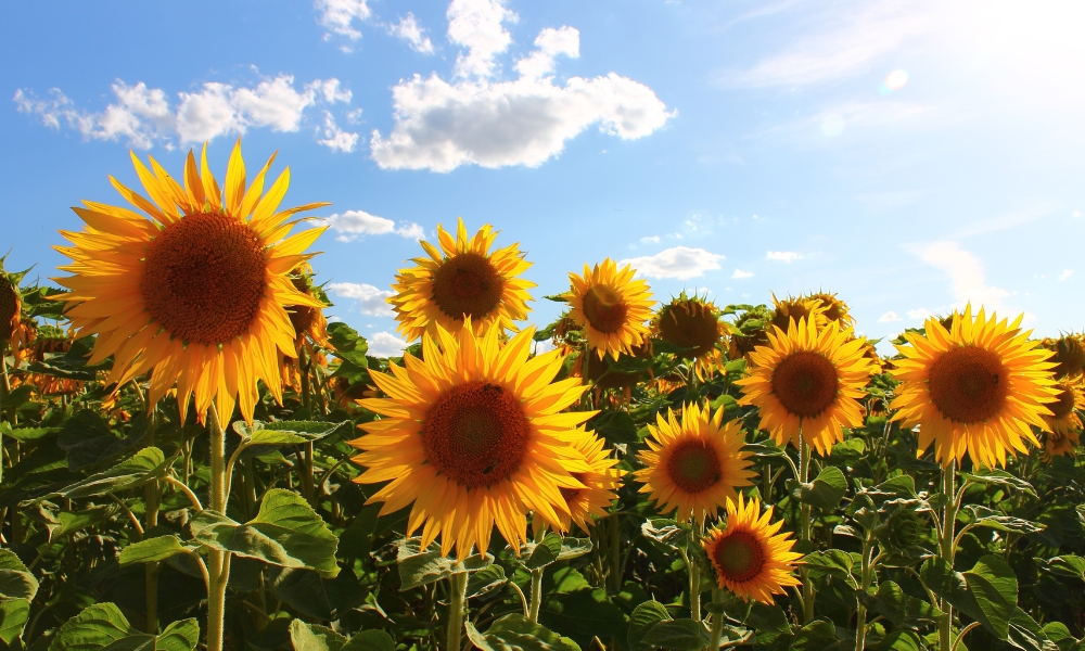 Đặc điểm hoa hướng dương