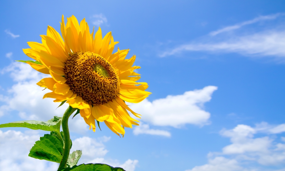 Ý nghĩa của hoa hướng dương