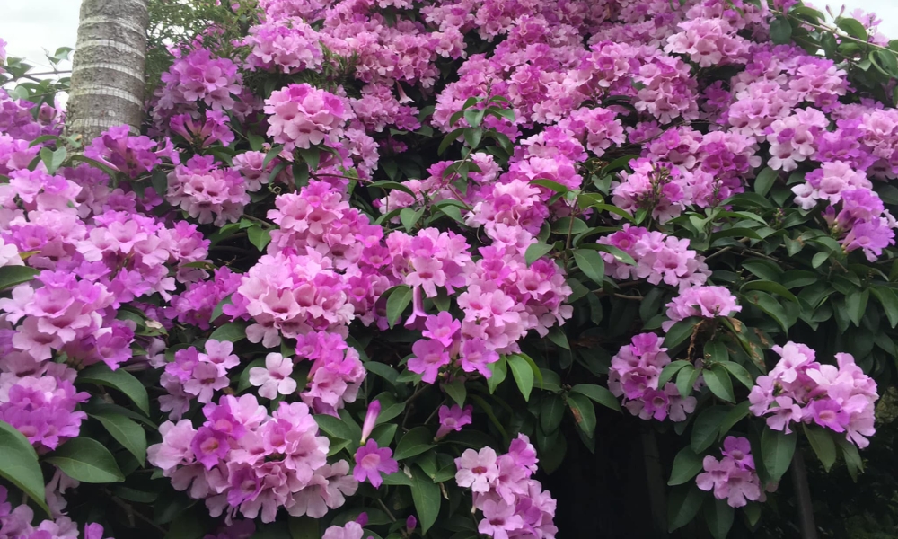 Cây lan tỏi dạng thân leo