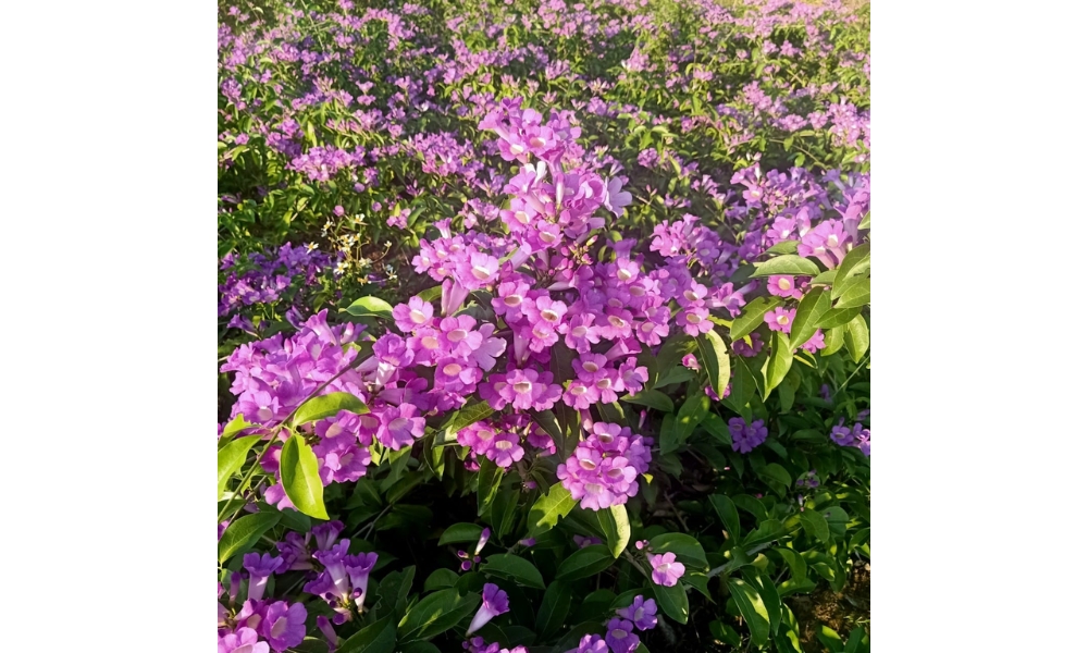 Trồng lan tỏi nơi nhiều ánh sáng