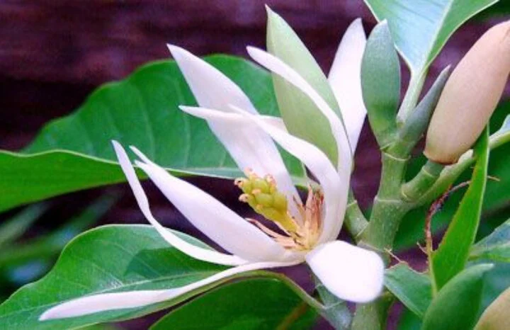 Hoa ngọc lan trắng