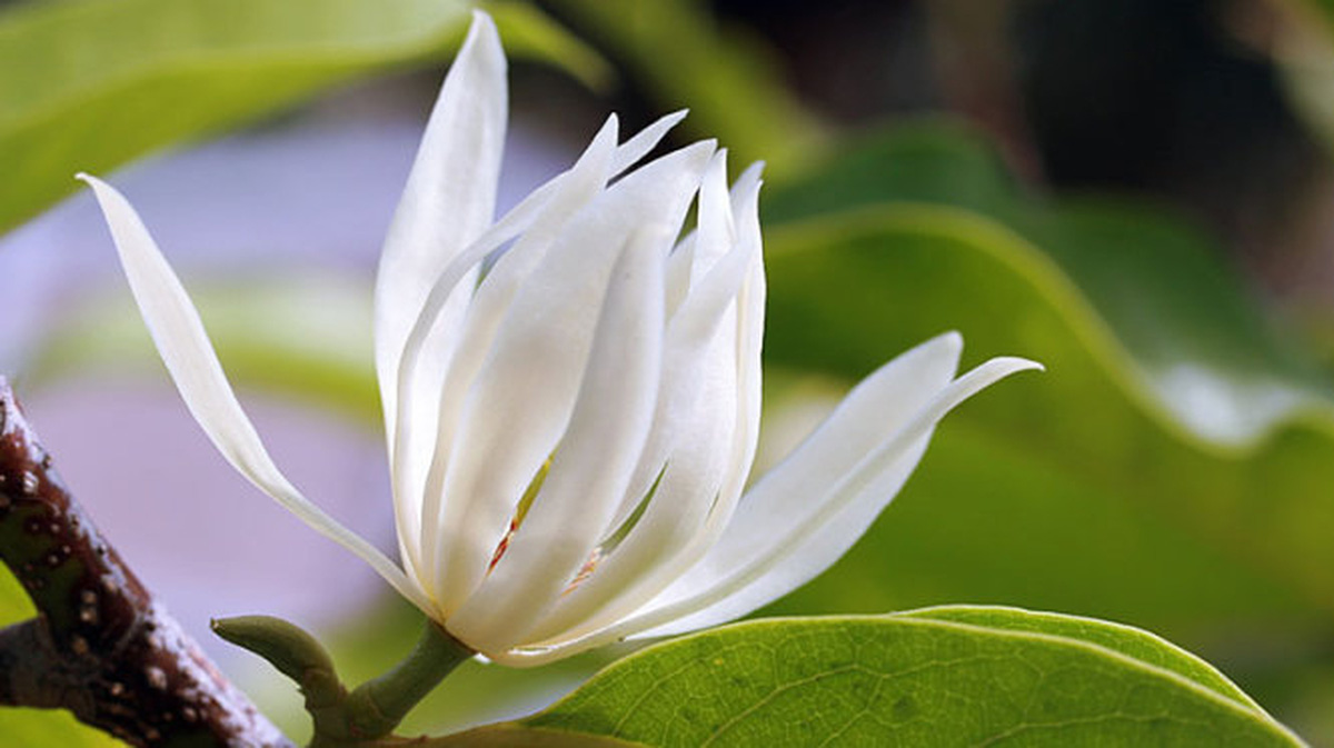 Ý nghĩa hoa ngọc lan