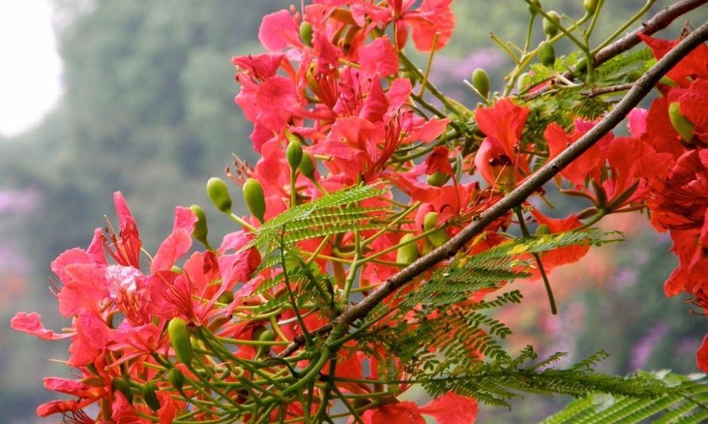 Hoa phượng đỏ gắn liền với tuổi học trò