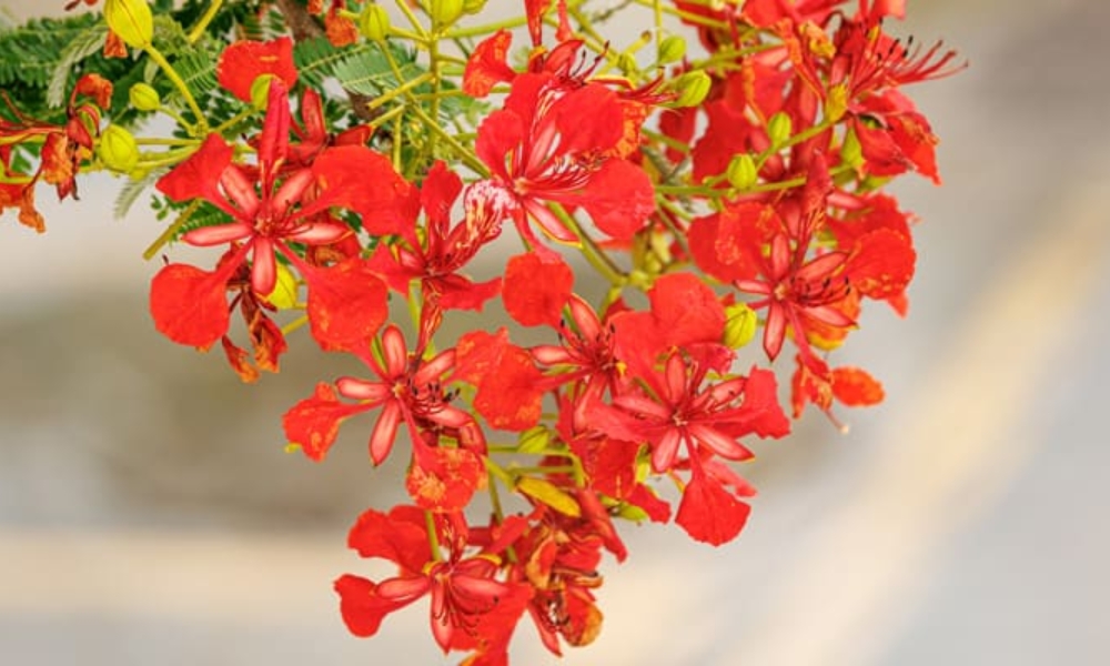 Công dụng của cây hoa phượng đỏ